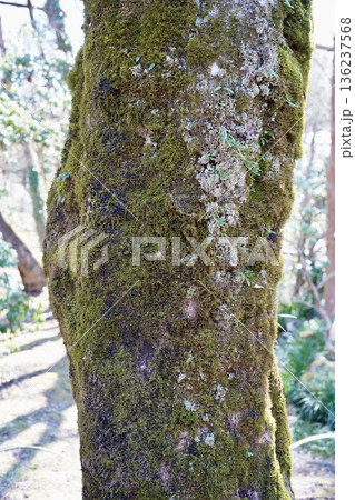 苔の生えた木の幹 苔の生えた木の幹 136237568