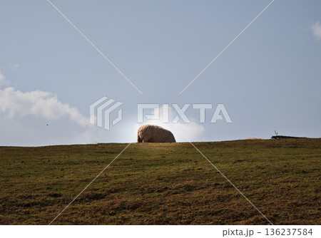 Sheep graze on the hillside. Sheep graze on the hillside. 136237584