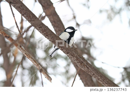 シジュウカラ　四十雀　しじゅうから　北海道野鳥 136237743