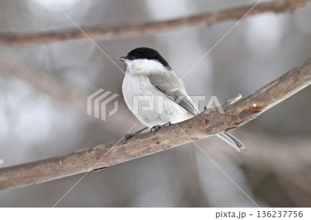 ハシブトガラ　嘴太雀　はしぶとがら　北海道野鳥 136237756