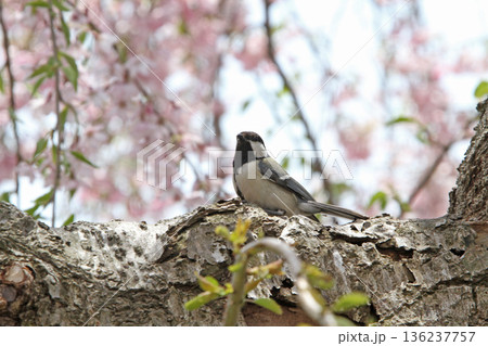 満開の桜とシジュウカラ 四十雀 しじゅうから 北海道野鳥 満開の桜とシジュウカラ 四十雀 しじゅうから 北海道野鳥 136237757