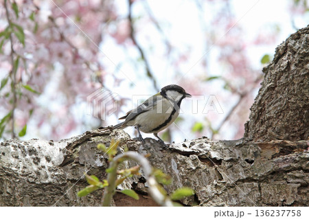 満開の桜とシジュウカラ　四十雀　しじゅうから　北海道野鳥 136237758