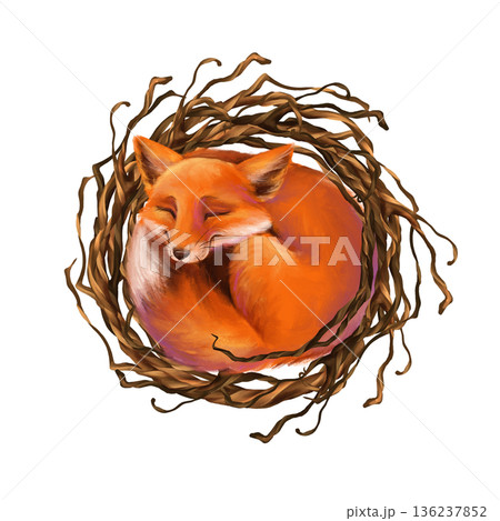 Hand-drawn illustration of a cute fox curled up and sleeping in a rustic nest of intertwining branches. Design for animal-themed projects or children's decor. 136237852