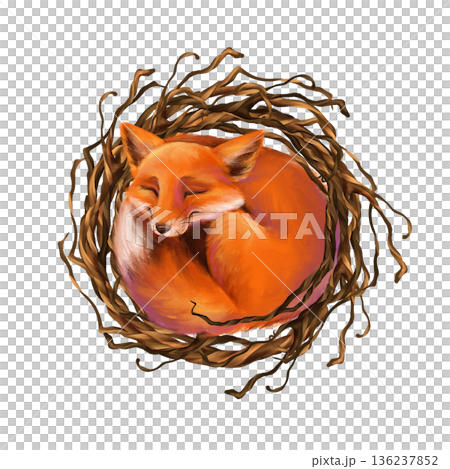 Hand-drawn illustration of a cute fox curled up and sleeping in a rustic nest of intertwining branches. Design for animal-themed projects or children's decor. 136237852