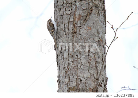 キタキバシリ　キバシリ　きばしり　北海道野鳥 136237885