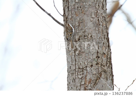 キタキバシリ　キバシリ　きばしり　北海道野鳥 136237886