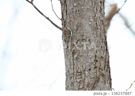キタキバシリ　キバシリ　きばしり　北海道野鳥 136237887