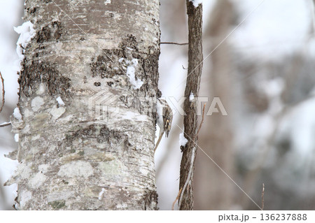 キタキバシリ　キバシリ　きばしり　北海道野鳥 136237888
