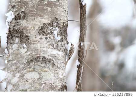 キタキバシリ　キバシリ　きばしり　北海道野鳥 136237889