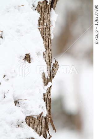 キタキバシリ　キバシリ　きばしり　北海道野鳥 136237890