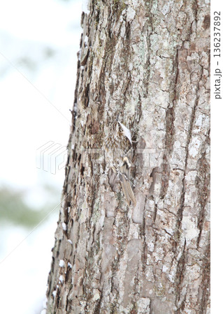 キタキバシリ　キバシリ　きばしり　北海道野鳥 136237892