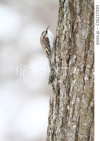 キタキバシリ　キバシリ　きばしり　北海道野鳥 136237893