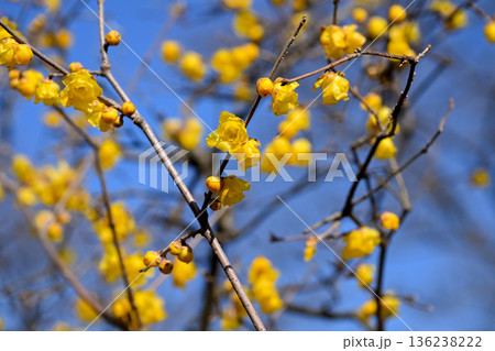 ロウバイ 136238222