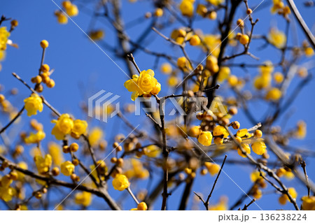 ロウバイ 136238224