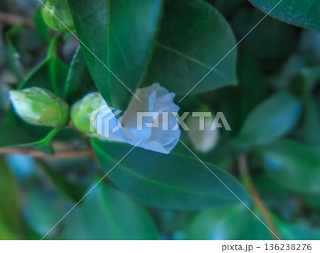 侘助椿の静かな横顔 Wabisuke Camellia Bloom 136238276