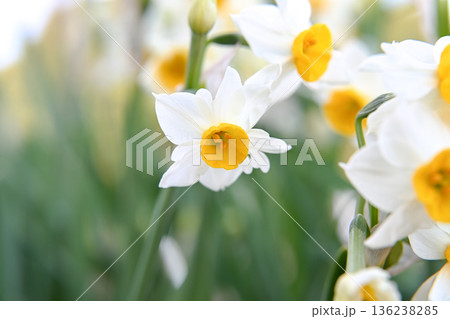 白い水仙の花 白い水仙の花 136238285