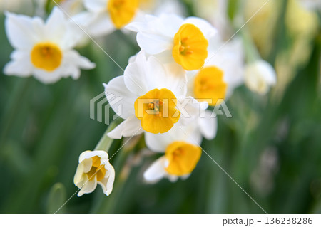 白い水仙の花 136238286