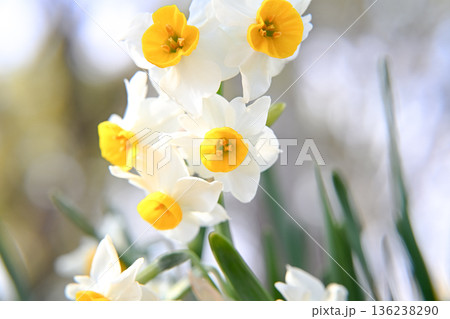 白い水仙の花 136238290
