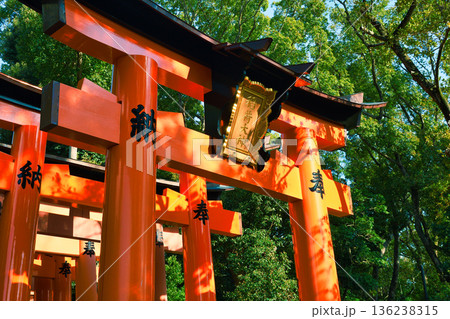 京都 伏見稲荷大社 美しい朱色の鳥居(京都府京都市伏見区) 京都 伏見稲荷大社 美しい朱色の鳥居(京都府京都市伏見区) 136238315
