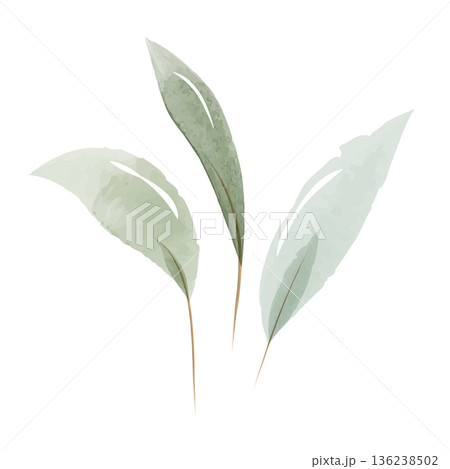 Three delicate green leaves are painted in a soft watercolor style. Each leaf features subtle color variations and a thin brown stem, presented as botanical decorations on a clean white background. Three delicate green leaves are painted in a soft watercolor style. Each leaf features subtle color variations and a thin brown stem, presented as botanical decorations on a clean white background. 136238502