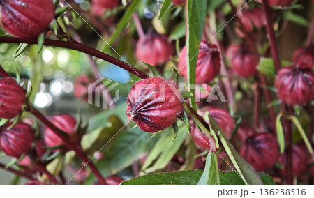 Close up of Roselle flower in nature garden 136238516