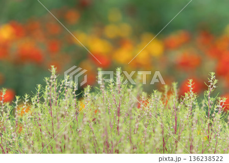 春の花園 春の花園 136238522