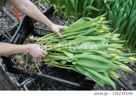Woman planting flower bulbs in soil for growing in a greenhouse 136238599
