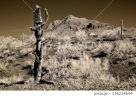 Sonora Desert Arizona in Infrared Sonora Desert Arizona in Infrared 136238604