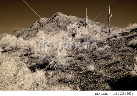 Sonora Desert Arizona in Infrared 136238608
