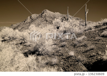 Sonora Desert Arizona in Infrared Sonora Desert Arizona in Infrared 136238609