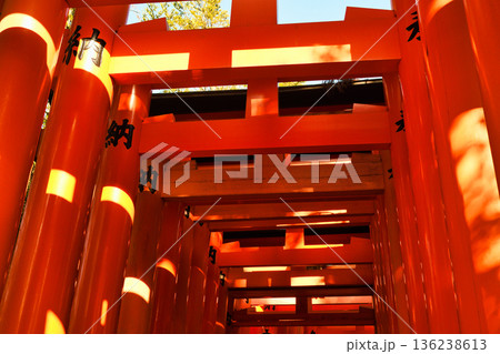 京都 伏見稲荷大社 美しい朱色の鳥居(京都府京都市伏見区) 京都 伏見稲荷大社 美しい朱色の鳥居(京都府京都市伏見区) 136238613