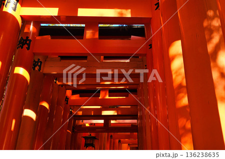 京都　伏見稲荷大社　美しい朱色の鳥居（京都府京都市伏見区） 136238635