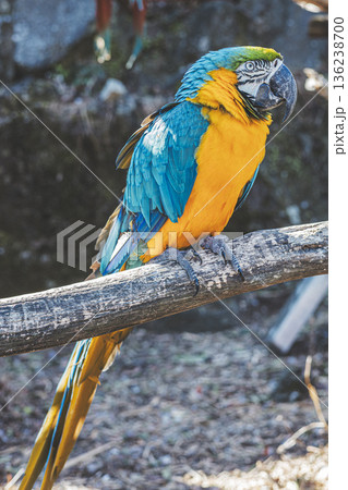 伊豆シャボテン動物公園 屋外に放し飼いされ止まり木にとまるルリコンゴウインコ 伊豆シャボテン動物公園 屋外に放し飼いされ止まり木にとまるルリコンゴウインコ 136238700
