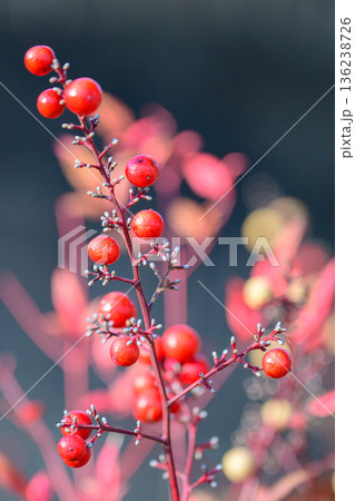 光にほどけるナンテンの実 Nandina Berries in Soft Light 光にほどけるナンテンの実 Nandina Berries in Soft Light 136238726