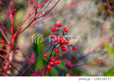 光にほどけるナンテンの実 Nandina Berries in Soft Light 光にほどけるナンテンの実 Nandina Berries in Soft Light 136238727