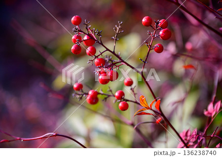 光にほどけるナンテンの実 Nandina Berries in Soft Light 136238740