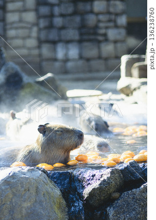 伊豆シャボテン動物公園 カピバラ温泉でくつろぐ姿 みかんの浮かぶ露天風呂 136238760