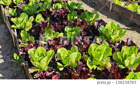 Organic mini cos lettuce in the garden bed 136238765