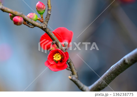 紅にほどける春の気配 Crimson Blossoms in Soft Light 136238775