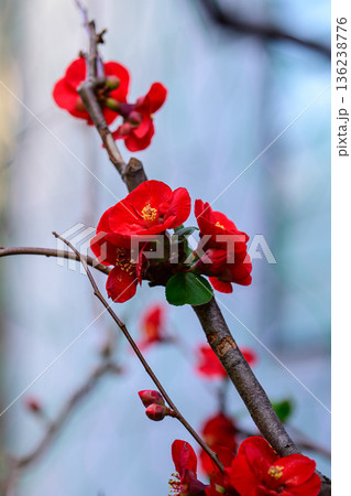 紅にほどける春の気配 Crimson Blossoms in Soft Light 紅にほどける春の気配 Crimson Blossoms in Soft Light 136238776