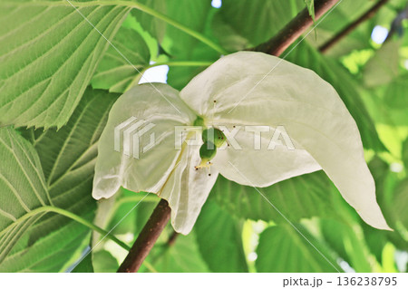 二枚の苞葉が白いハンカチのようなミズキ科のハンカチノキ 136238795