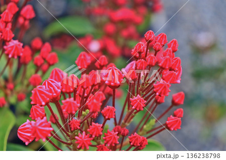 金平糖のような形をした濃い色の蕾のかわいい花カルミア 136238798