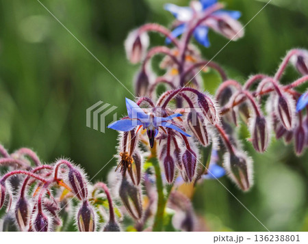 青い星形の花が咲くヨーロッパ原産の草花ボリジ 136238801