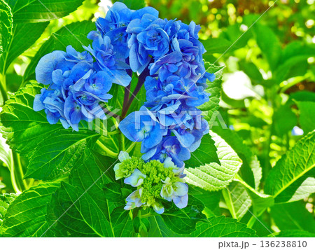 青くて八重咲きの美しい花石化八重アジサイ 青くて八重咲きの美しい花石化八重アジサイ 136238810