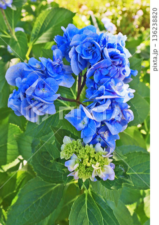 美しいブルーの花が咲いた石化八重アジサイ 美しいブルーの花が咲いた石化八重アジサイ 136238820