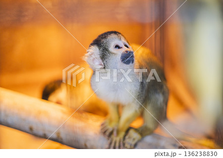 室内でくつろぐリスザル 1匹のポートレート 暖色照明の動物園 136238830