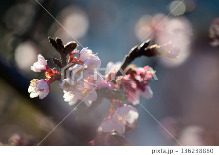 光にほどける薄寒桜 Pale Pink Sakura in Soft Light 136238880