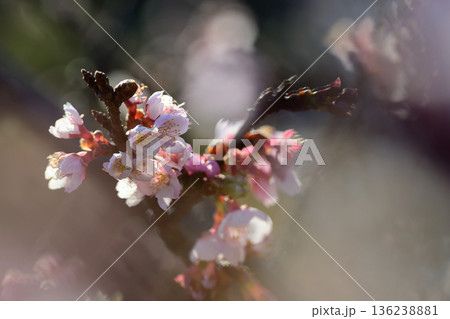 光にほどける薄寒桜 Pale Pink Sakura in Soft Light 光にほどける薄寒桜 Pale Pink Sakura in Soft Light 136238881