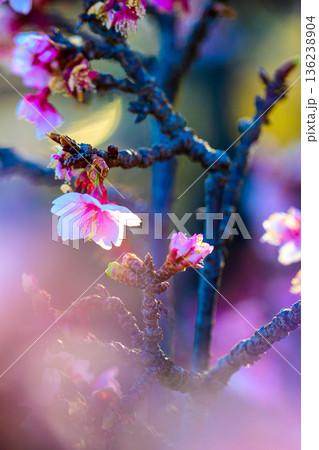 光にほどける薄寒桜 Pale Pink Sakura in Soft Light 136238904