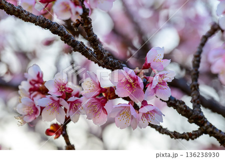 光にほどける薄寒桜 Pale Pink Sakura in Soft Light 136238930